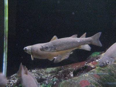 Kinesisk elritse