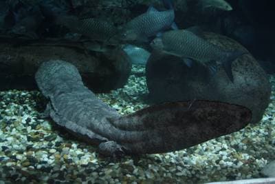 Kinesisk kæmpesalamander