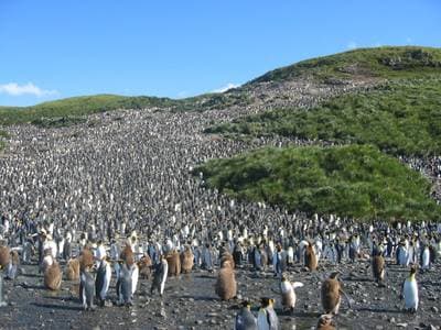 Kongepingvin
