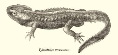 Krokodillesalamander