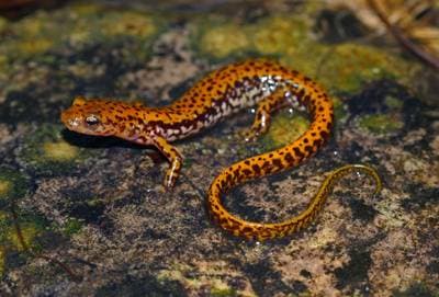 Langhalerøyesalamander