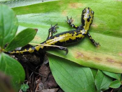 Langtået salamander