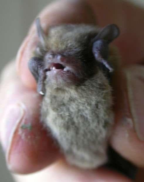 Liten flaggermus — 2/3