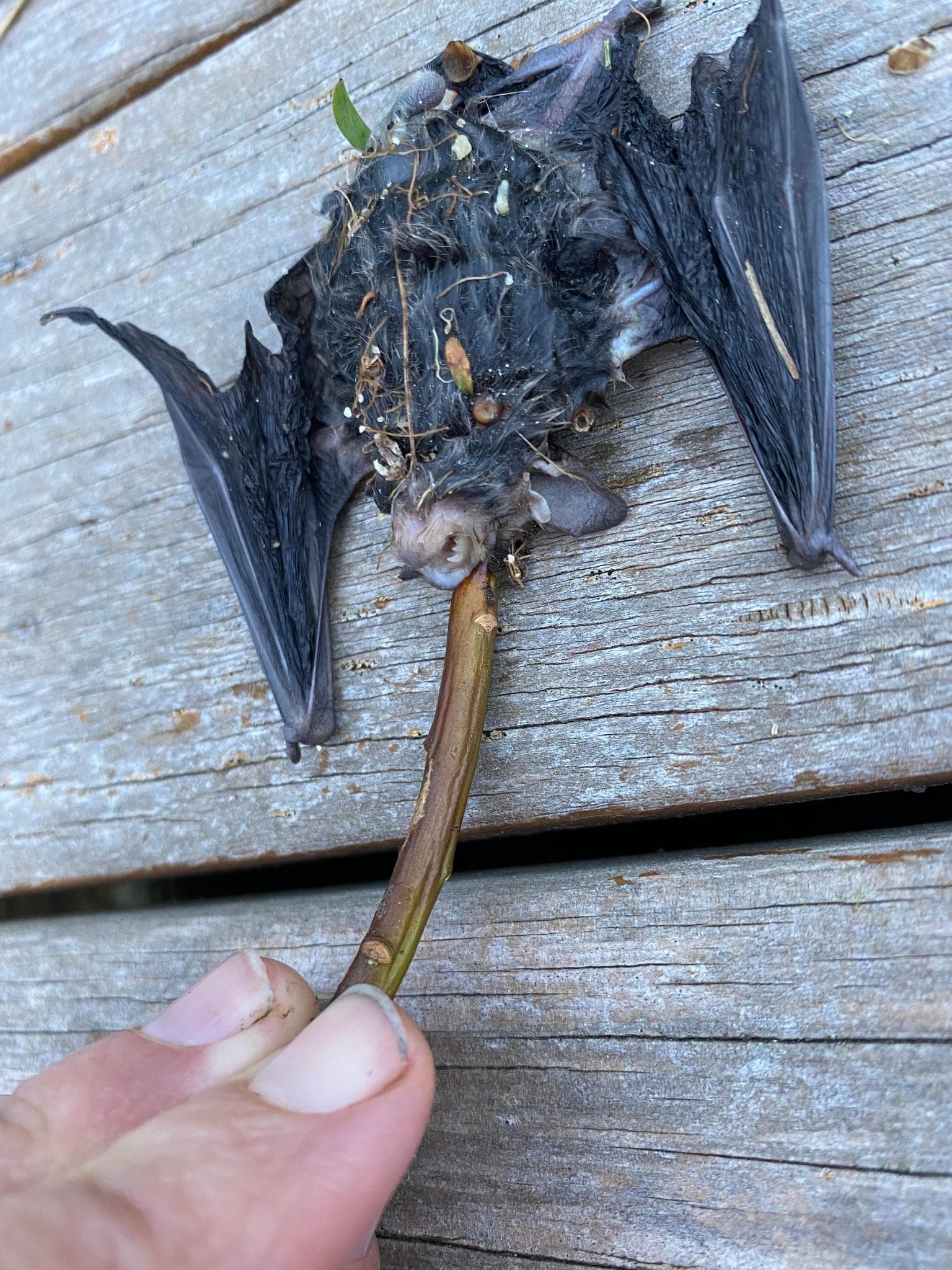 Liten flaggermus — 3/3