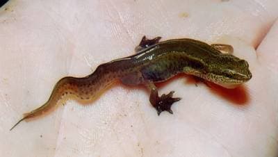 Liden vandsalamander
