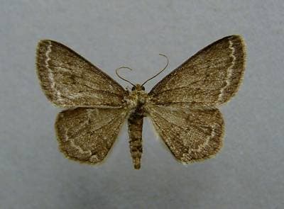Skumringsmåler