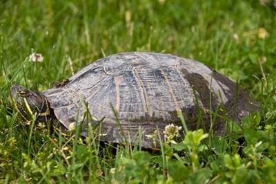Malet skildpadde