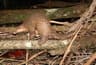 Malajisk pangolin