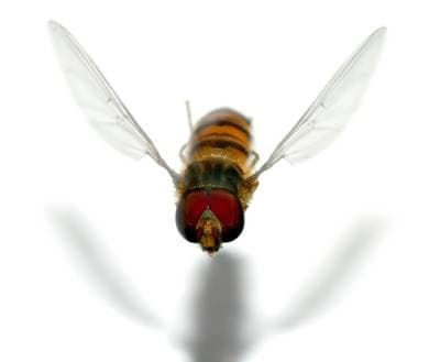 Marmeladesvirreflue