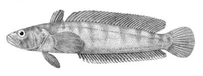 Marmorert klippe-torsk