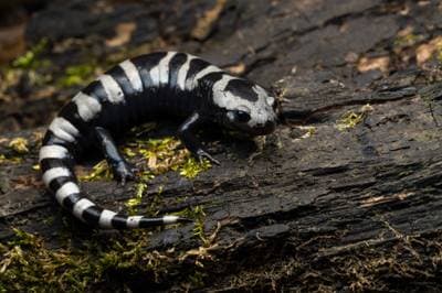 Marmorert salamander