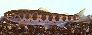 Masulaks