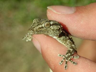 Maurisk Gekko