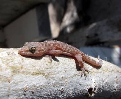 Middelhavsgekko