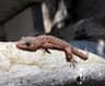 Middelhavsgekko