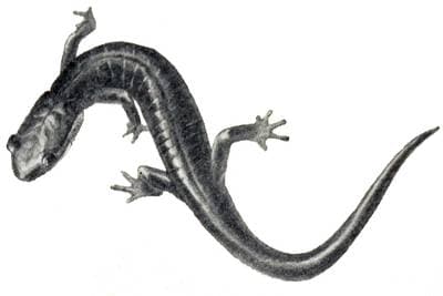 Sørlig gråkinnet salamander