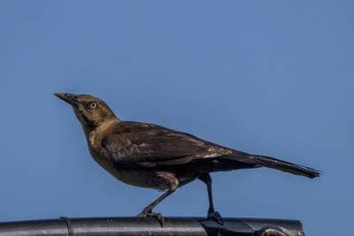 Storhalet Grackle