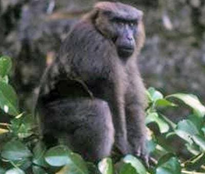 Sulawesi-makak