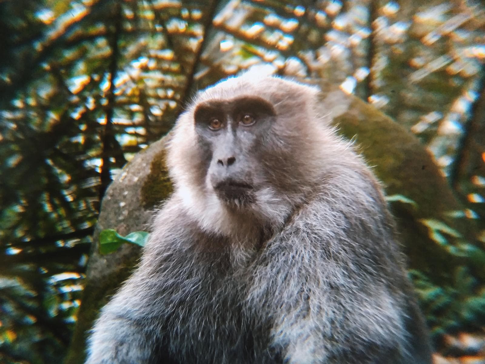 Sulawesi-makak — 2/3