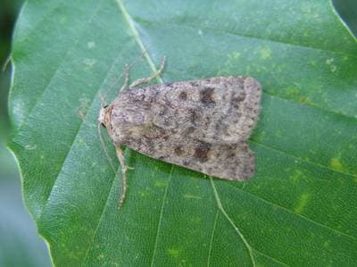 Mørk jordfly