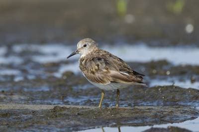 Temmincksnipe