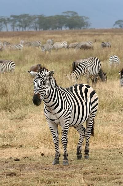Bjergzebra