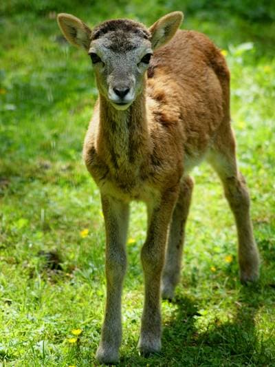 muflon