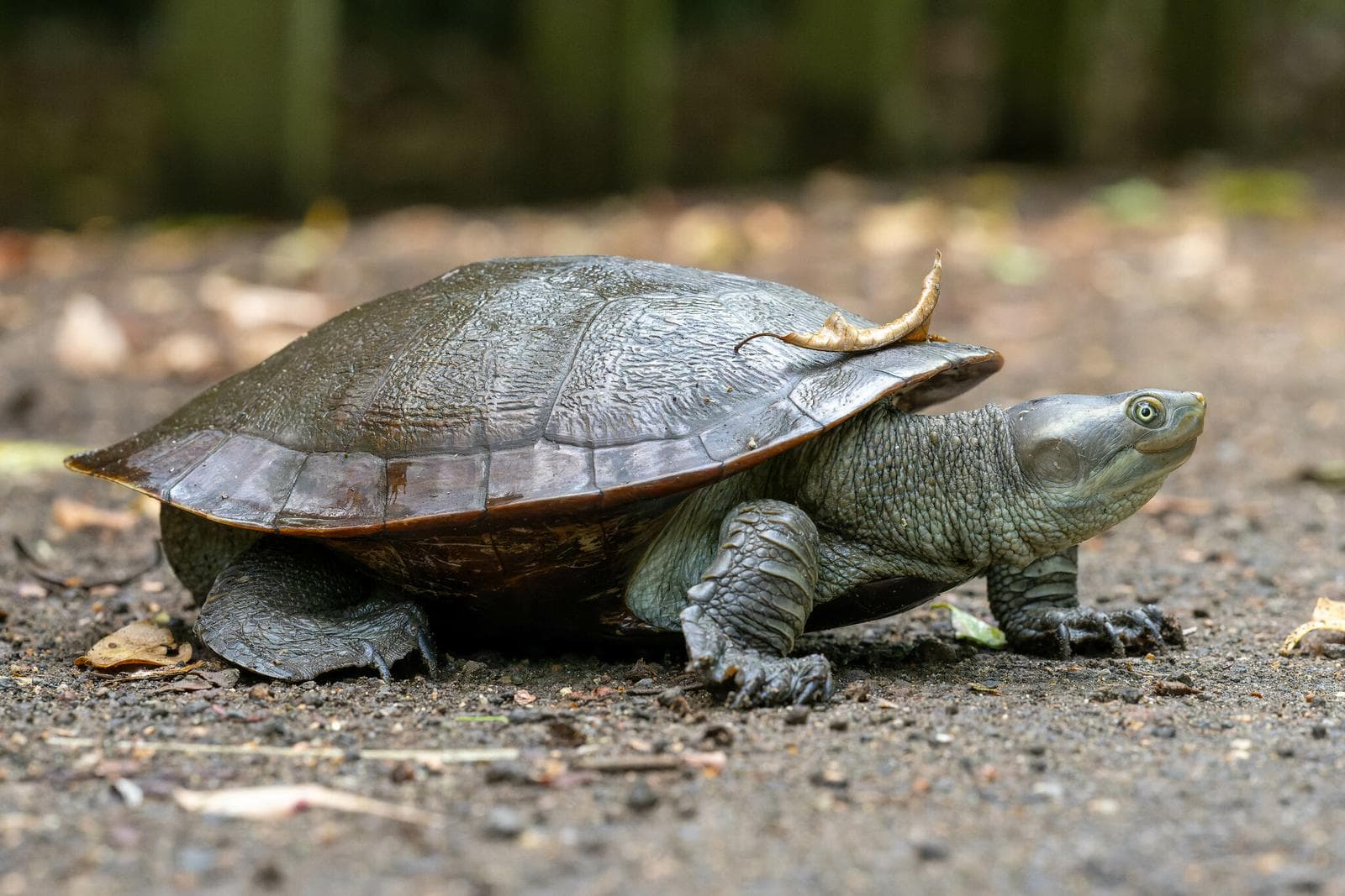 Murray-flodskildpadde — 3/3