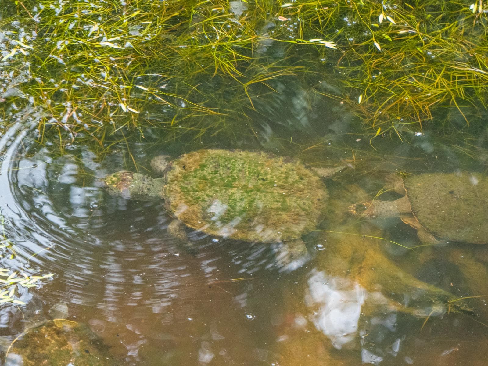 Murray-flodskildpadde — 2/3