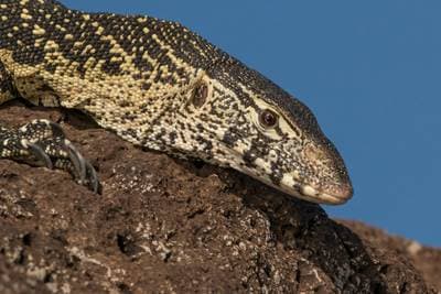 Nilmonitor