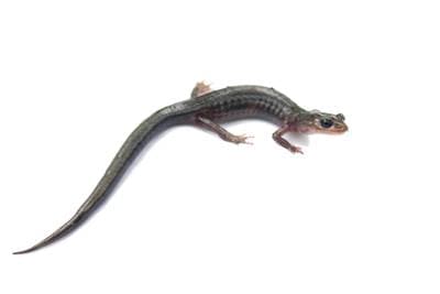 Nordlig gråkinnet salamander