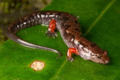 Ocoee-salamander