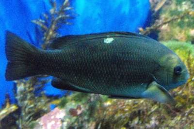 Opaløyefisk