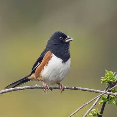 Østlig Towhee