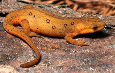 Østlig vannsalamander