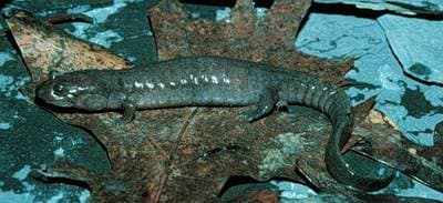 Ouachita-salamander