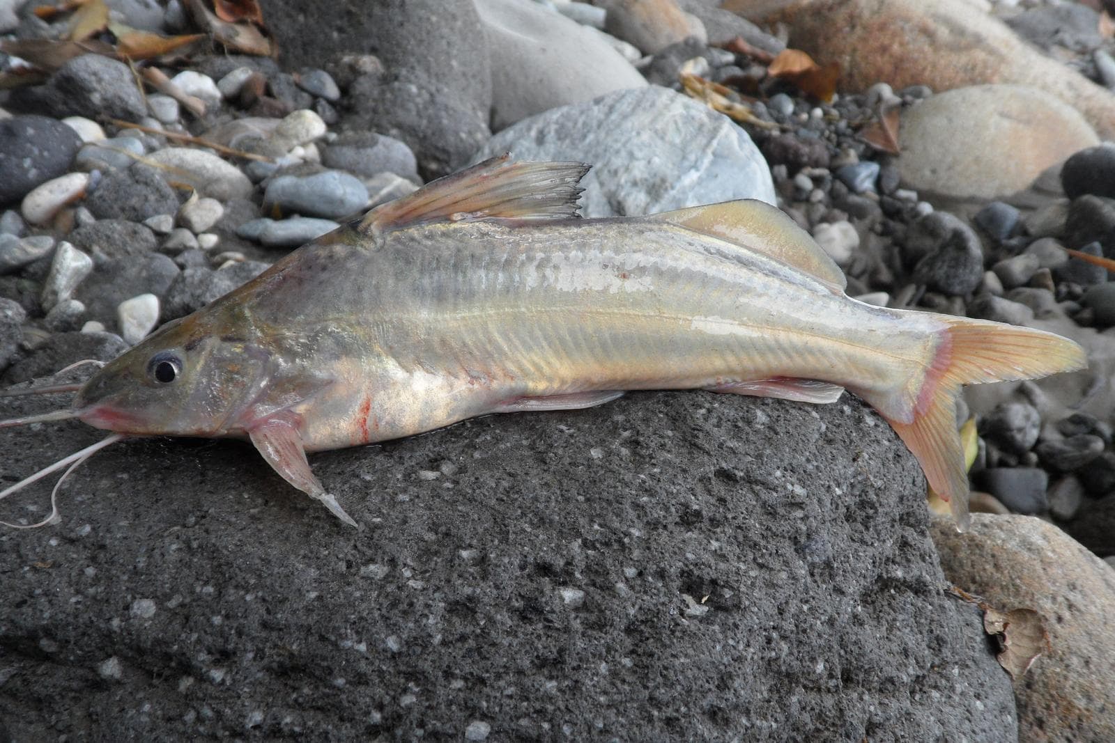 Pimelodus grosskopfii — 1/3