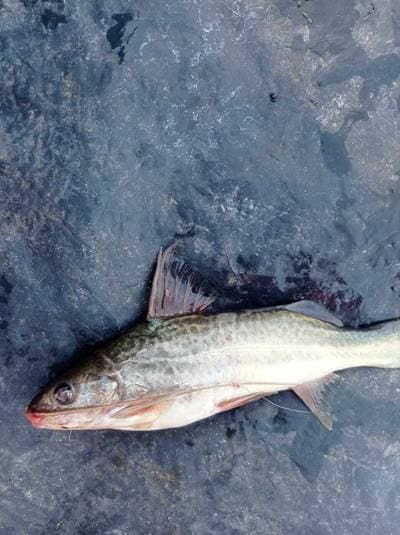 Pimelodus yuma