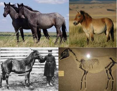 Pony
