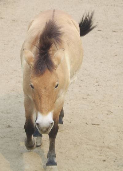 Przewalskihest