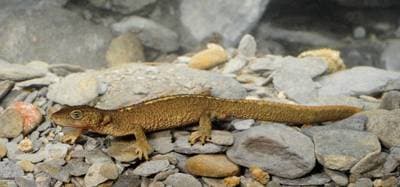 Pyrenæersalamander