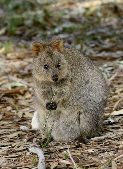 Quokka