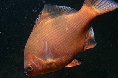 Stripet havskarp