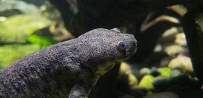 Ribbegrønsalamander