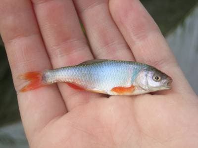 Rød shiner