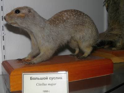 Rødgul susel
