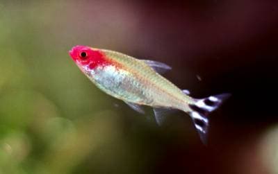 Rødnæset Tetra