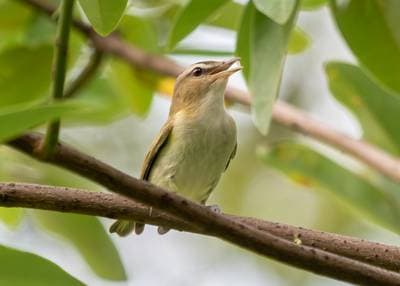 Rødøyd Vireo