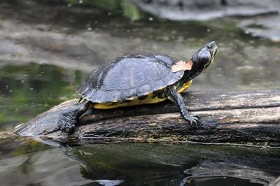 Rødøret terrapin