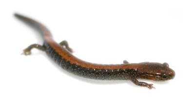 Rødryggssalamander